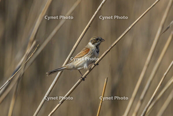 オオジュリン [INO110001887]