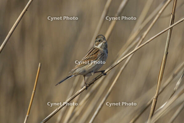 オオジュリン [INO110001888]