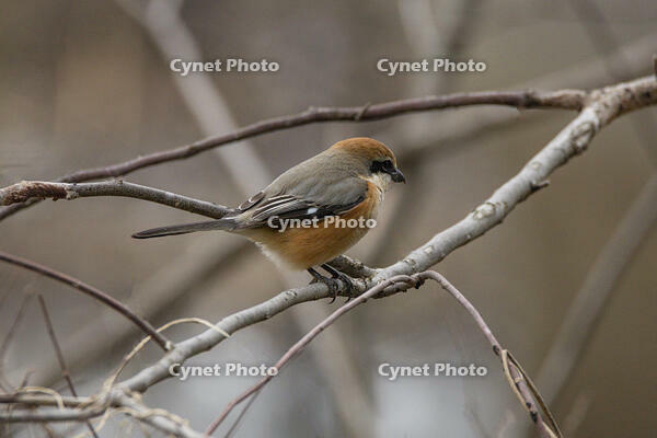 モズ [INO110001889]