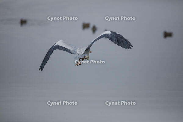 アオサギの飛翔 [INO110001890]