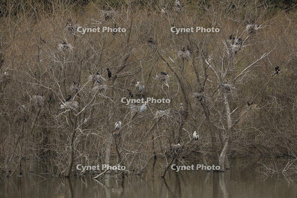 アオサギ [INO110001891]