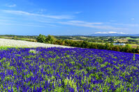 フラワーランドかみふらのより大雪山 [MHI110004934]