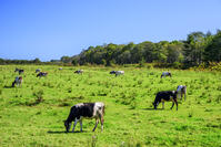 大樹町の放牧牛 [MHI110005004]