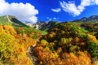?紅葉の十勝岳温泉より上ホロカメットク山　初冠雪 [MHI110005012]