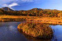 紅葉の田代平湿原より八甲田連峰　朝景 [MHI110005022]