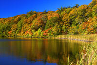 紅葉の大沼　八幡平 [MHI110005036]