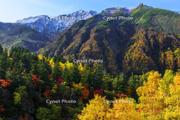 ?紅葉の十勝岳温泉より上ホロカメットク山　初冠雪 [MHI110004933]