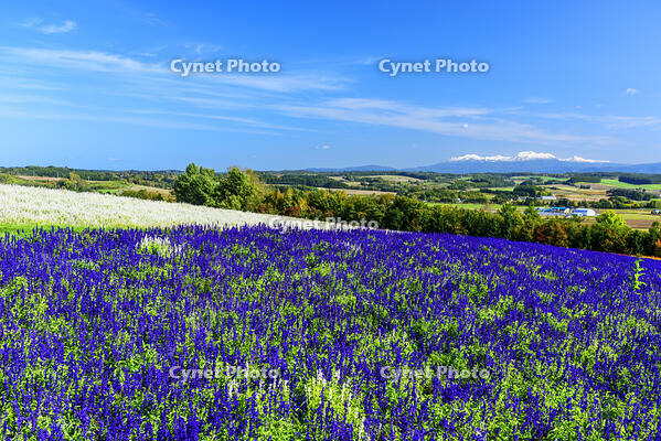 フラワーランドかみふらのより大雪山 [MHI110004934]