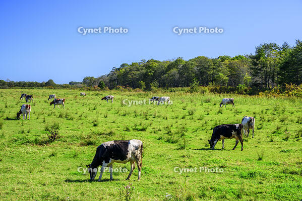 大樹町の放牧牛 [MHI110005004]