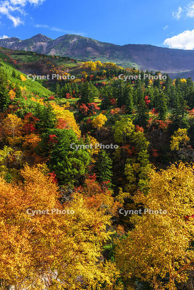 ?紅葉の十勝岳温泉より十勝岳連峰　初冠雪 [MHI110005009]