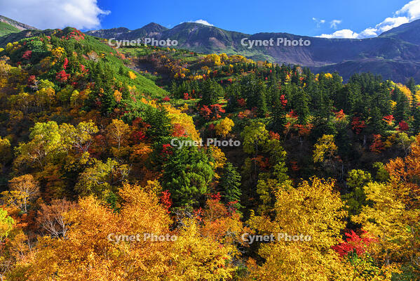 ?紅葉の十勝岳温泉より十勝岳連峰　初冠雪 [MHI110005010]
