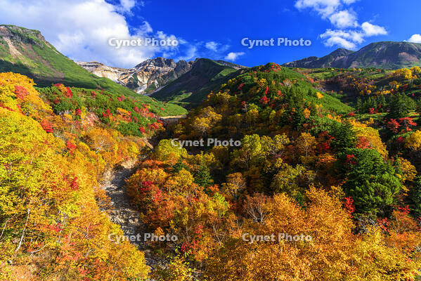 ?紅葉の十勝岳温泉より上ホロカメットク山　初冠雪 [MHI110005011]
