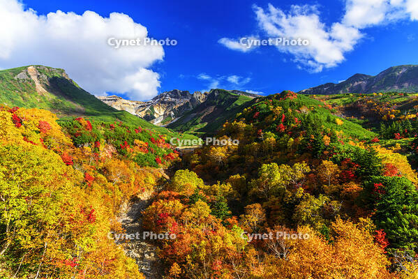 ?紅葉の十勝岳温泉より上ホロカメットク山　初冠雪 [MHI110005012]