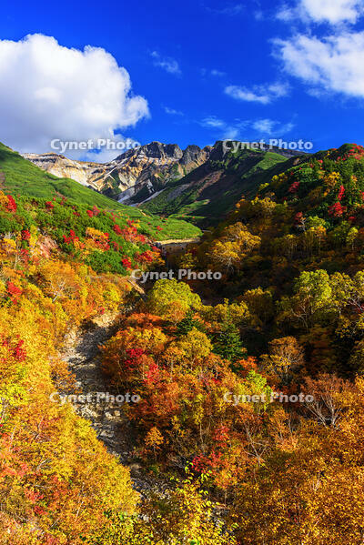 ?紅葉の十勝岳温泉より上ホロカメットク山　初冠雪 [MHI110005013]