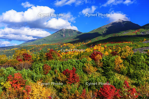 紅葉の望岳台より美瑛岳と美瑛富士 [MHI110005015]