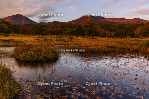 紅葉の田代平湿原より朝日に照らされる八甲田連峰 [MHI110005018]