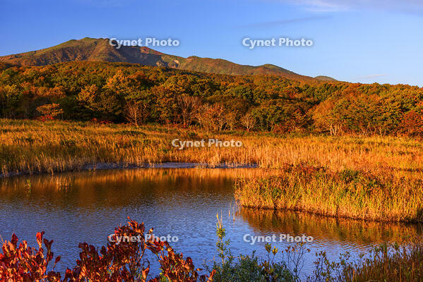 紅葉の田代平湿原より八甲田連峰　朝景 [MHI110005020]