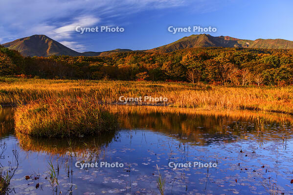 紅葉の田代平湿原より八甲田連峰　朝景 [MHI110005021]