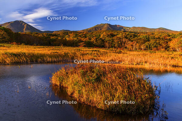 紅葉の田代平湿原より八甲田連峰　朝景 [MHI110005022]