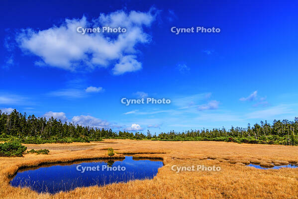 秋色の黒谷地湿原 [MHI110005032]