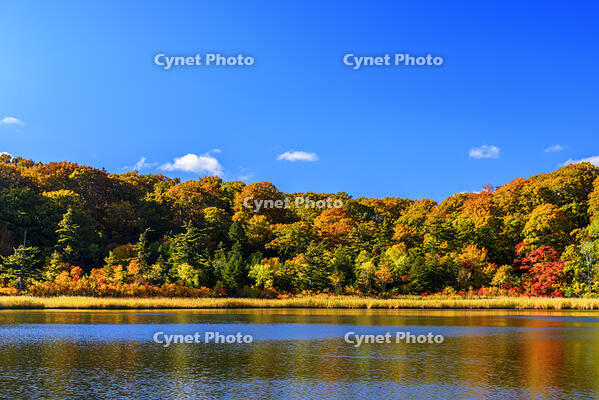 紅葉の大沼　八幡平 [MHI110005035]