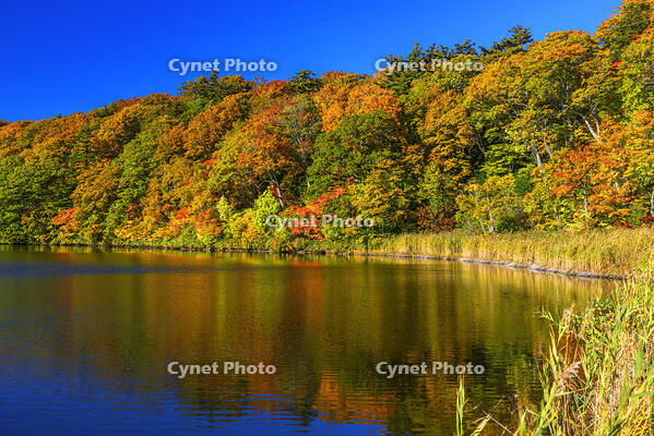 紅葉の大沼　八幡平 [MHI110005036]