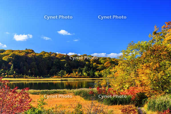 紅葉の大沼　八幡平 [MHI110005037]