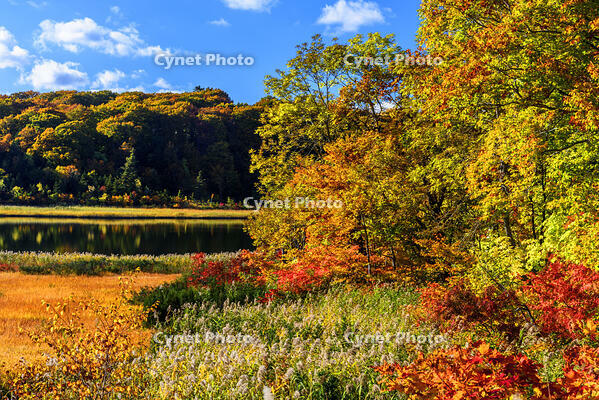 紅葉の大沼　八幡平 [MHI110005038]