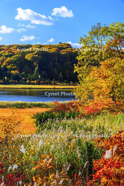 紅葉の大沼　八幡平 [MHI110005039]