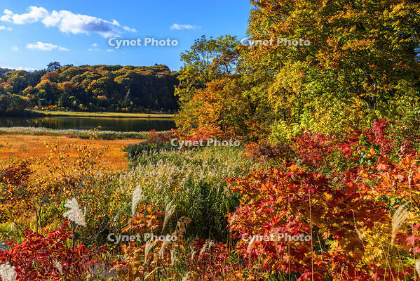 紅葉の大沼　八幡平 [MHI110005040]