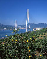 多々羅大橋 [JPC110000038]