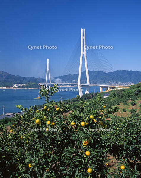 多々羅大橋 [JPC110000038]