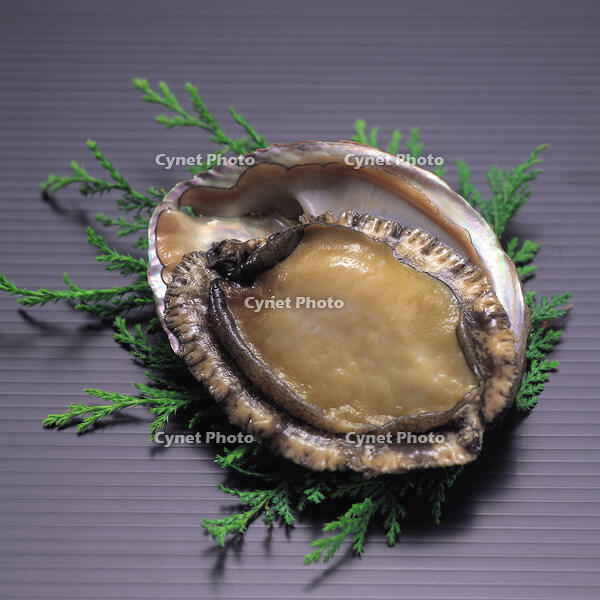 アワビ [JPC120000016]