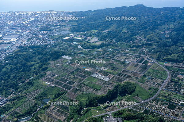 日本平農地(ミカン畑)周辺 [THN110007893]