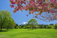 八重桜越しに富士山を望む [OYO110006725]