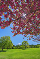 八重桜越しに富士山を望む [OYO110006726]
