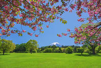 八重桜越しに富士山を望む [OYO110006729]