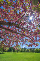八重桜越しに富士山を望む [OYO110006730]
