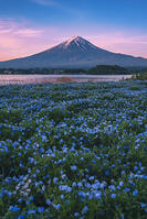 河口湖よりネモフィラ越しに夜明けの富士山を望む [OYO110006737]