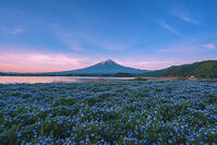 河口湖よりネモフィラ越しに夜明けの富士山を望む [OYO110006738]