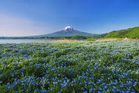 河口湖よりネモフィラ越しに富士山を望む [OYO110006739]