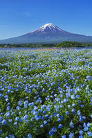 河口湖よりネモフィラ越しに富士山を望む [OYO110006740]