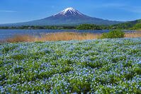 河口湖よりネモフィラ越しに富士山を望む [OYO110006742]