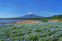 河口湖よりネモフィラ越しに富士山を望む [OYO110006743]