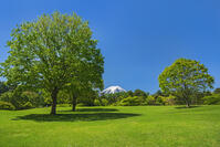 諏訪の森公園より富士山を望む [OYO110006744]