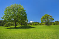 諏訪の森公園より富士山を望む [OYO110006745]