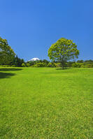諏訪の森公園より富士山を望む [OYO110006749]