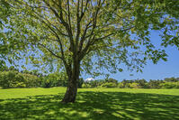 諏訪の森公園より富士山を望む [OYO110006750]