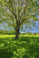 諏訪の森公園より富士山を望む [OYO110006751]
