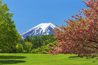 諏訪の森公園より富士山を望む [OYO110006752]
